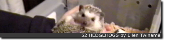 52hedgehogs